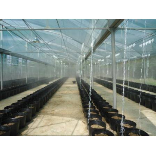 Tưới nhỏ giọt trong chậu